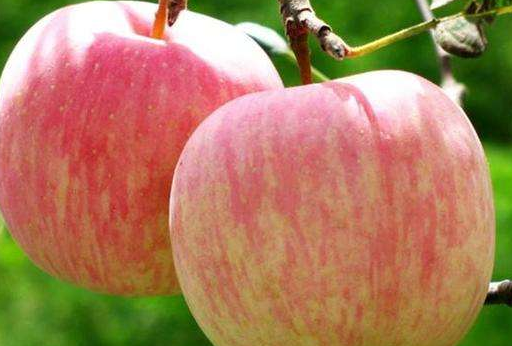 苹果酸镁对健康的益处